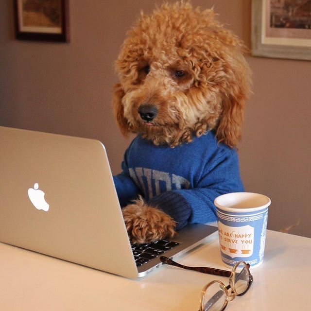 Kojo_NFT_'s tweet image. GM blockchain fam ☀️ The charts are confused, gas fees are moody, and my wallet’s pretending it’s on vacation 😅 But we move — because in Web3, every dip is just a dramatic plot twist before the next pump! 🚀💎 #GM #Web3 #BlockchainHumor @nova_move