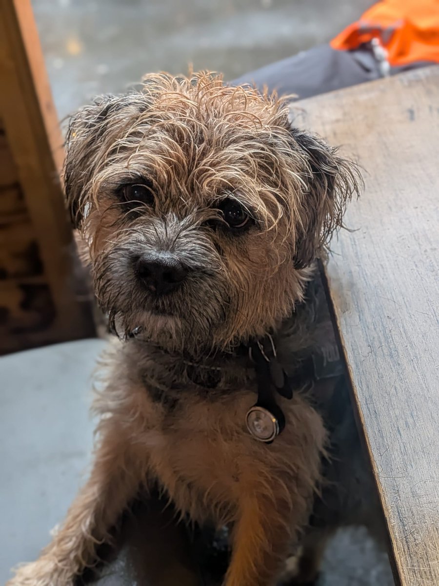 Gary Border Terrier 🏴󠁧󠁢󠁷󠁬󠁳󠁿 🇺🇦 tweet media