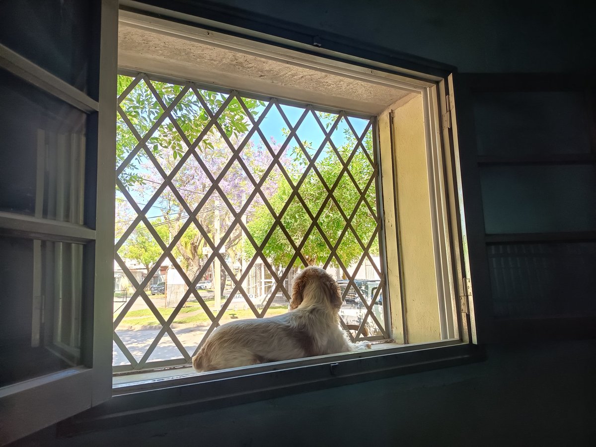 El rey de la casa ya tiene su trono 😌