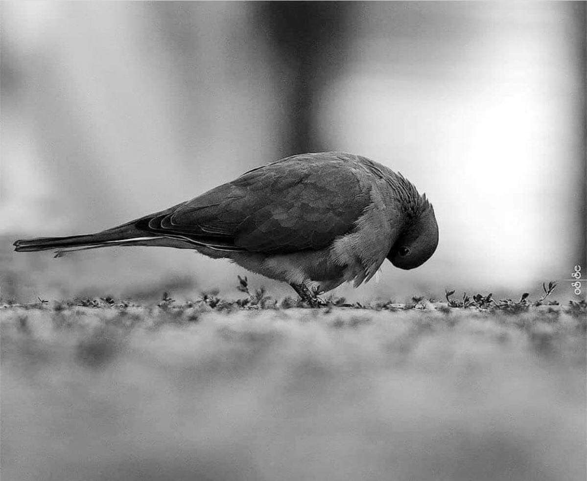 Sevmek, dedi;
kırılmanın en zarif halidir
bir yanın bahar kokarken
kışa mühürlenir bir yanın...