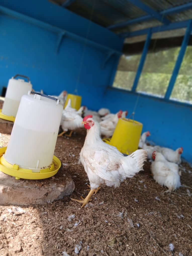 ClusterFarm's tweet photo. 📷 Right here in Ghana, we’re proving that poultry farming isn’t just a hustle. It’s a movement.
A movement for food security.
A movement for youth employment.
A movement for dignity in agriculture

#nkokonkitinkiti #PoultryPower #FarmToForkGH #SupportLocalFarmers #GhanaFarming https://t.co/5FpsVzjLON