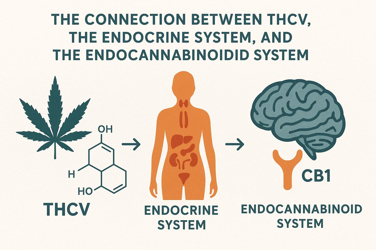 Activethcv's tweet image. Functionally, the ECS helps regulate a wide range of processes: appetite, pain sensation, mood, memory, immune responses, inflammation, metabolism, fertility.
#THCv #ActiveTHCv