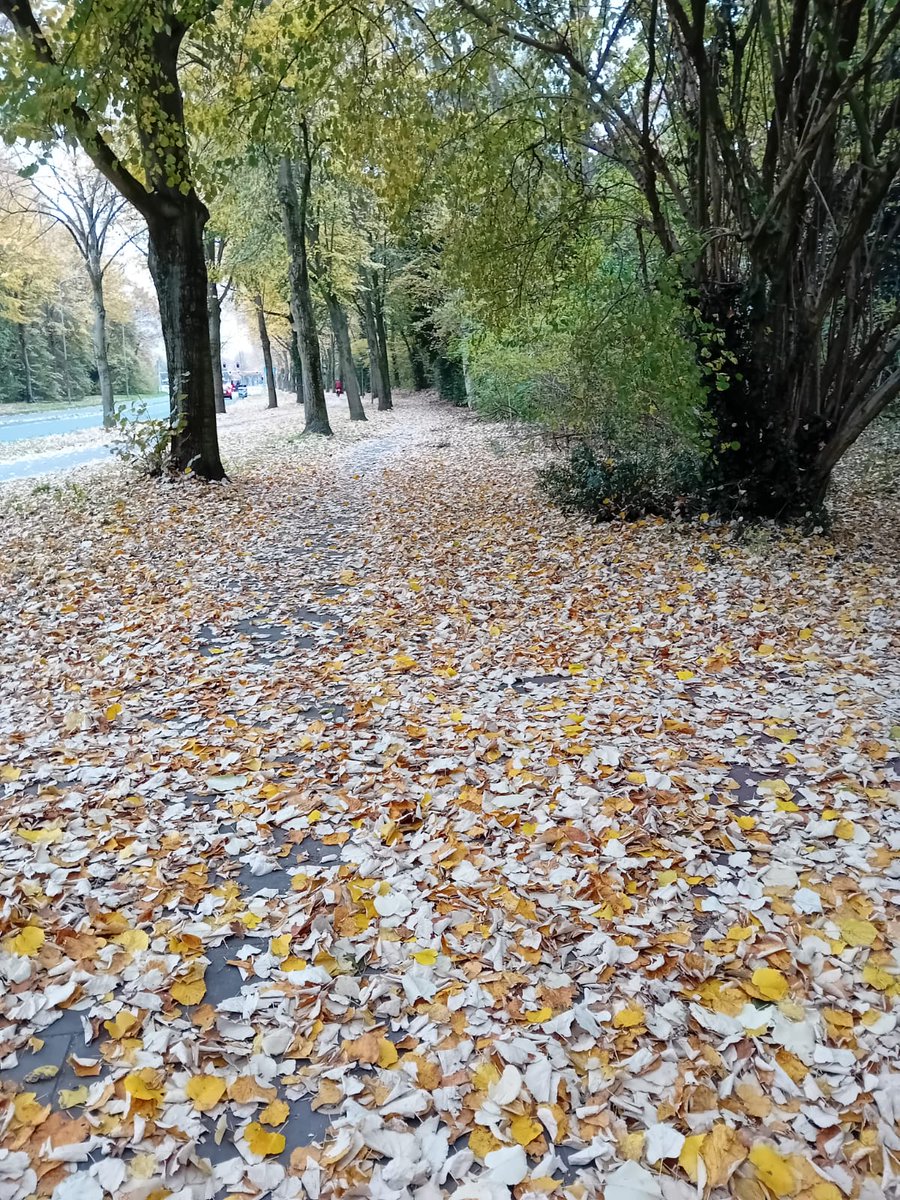Kronenberg211's tweet photo. Onze wandelroute is heel mooi, de kleuren zijn wat warmer in het echt... De vele lindebomen en hun gele bladerentapijt.
#herfst #wandelen #hond #Mioki #genieten
πΆπ©πππΎ https://t.co/ieqZZilHmc