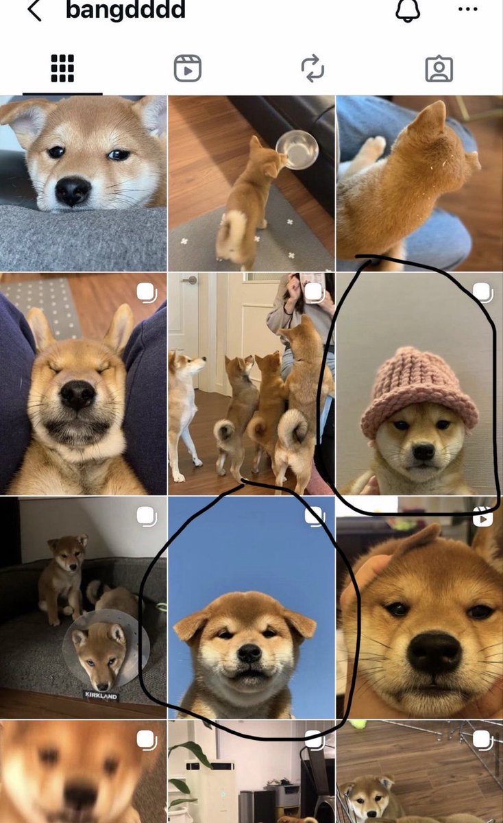 219Christian's tweet photo. @CryptoMafia420 $WIFOUT THE NEXT DOG RUNNER! https://t.co/dnBttf6vqx