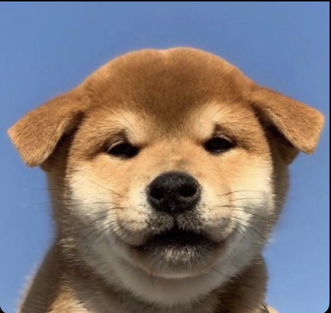 219Christian's tweet photo. @CryptoMafia420 $WIFOUT THE NEXT DOG RUNNER! https://t.co/dnBttf6vqx