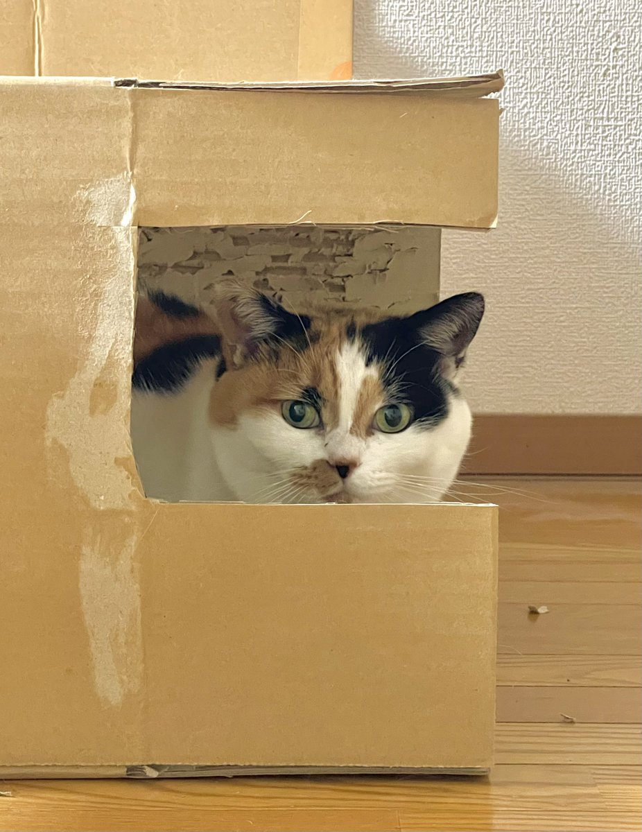 にゃんころもちページ にゃんころもち (@sakura_nyancolo) / Posts / X