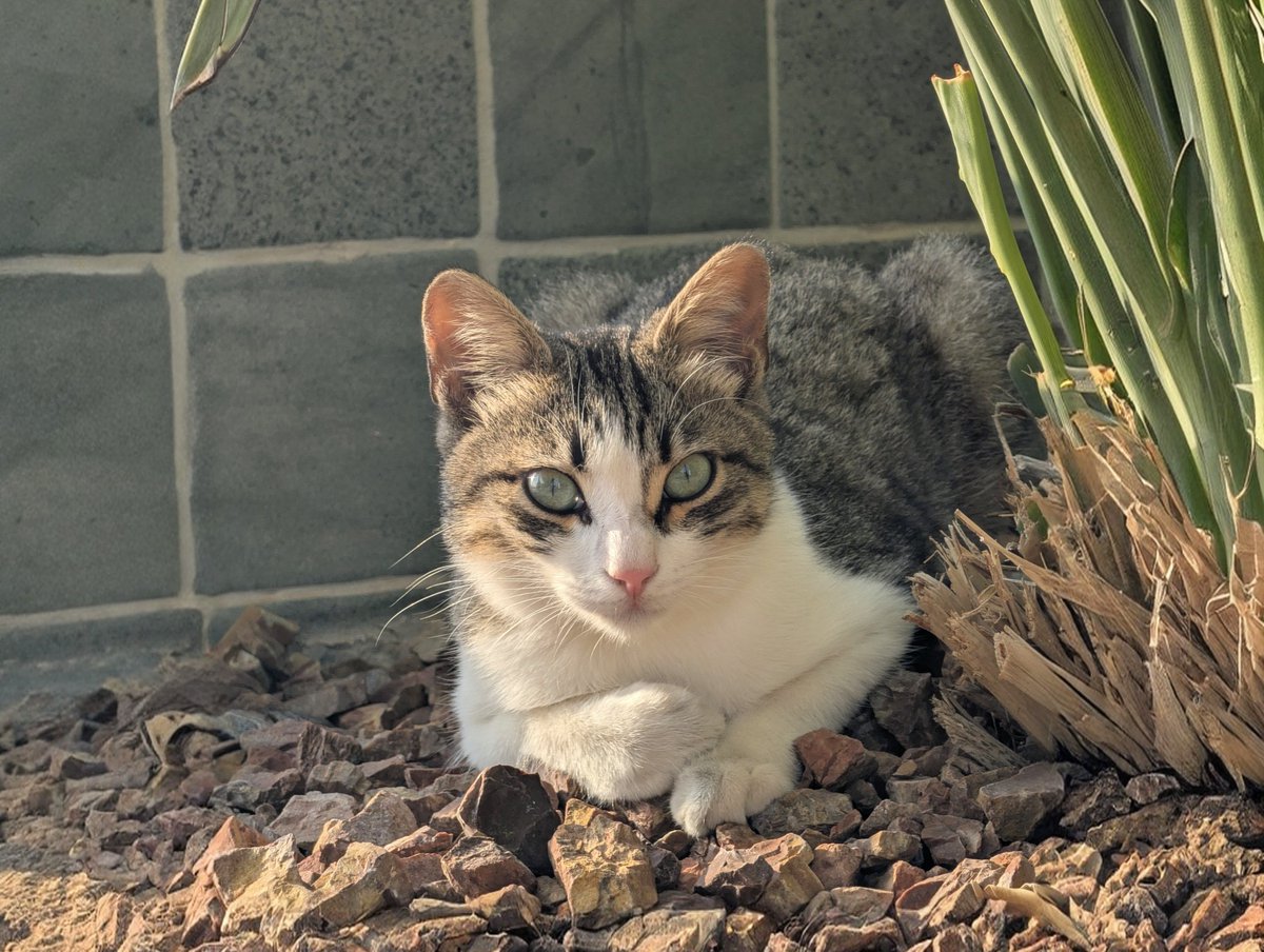 Cats of Cyprus day 3 🇨🇾