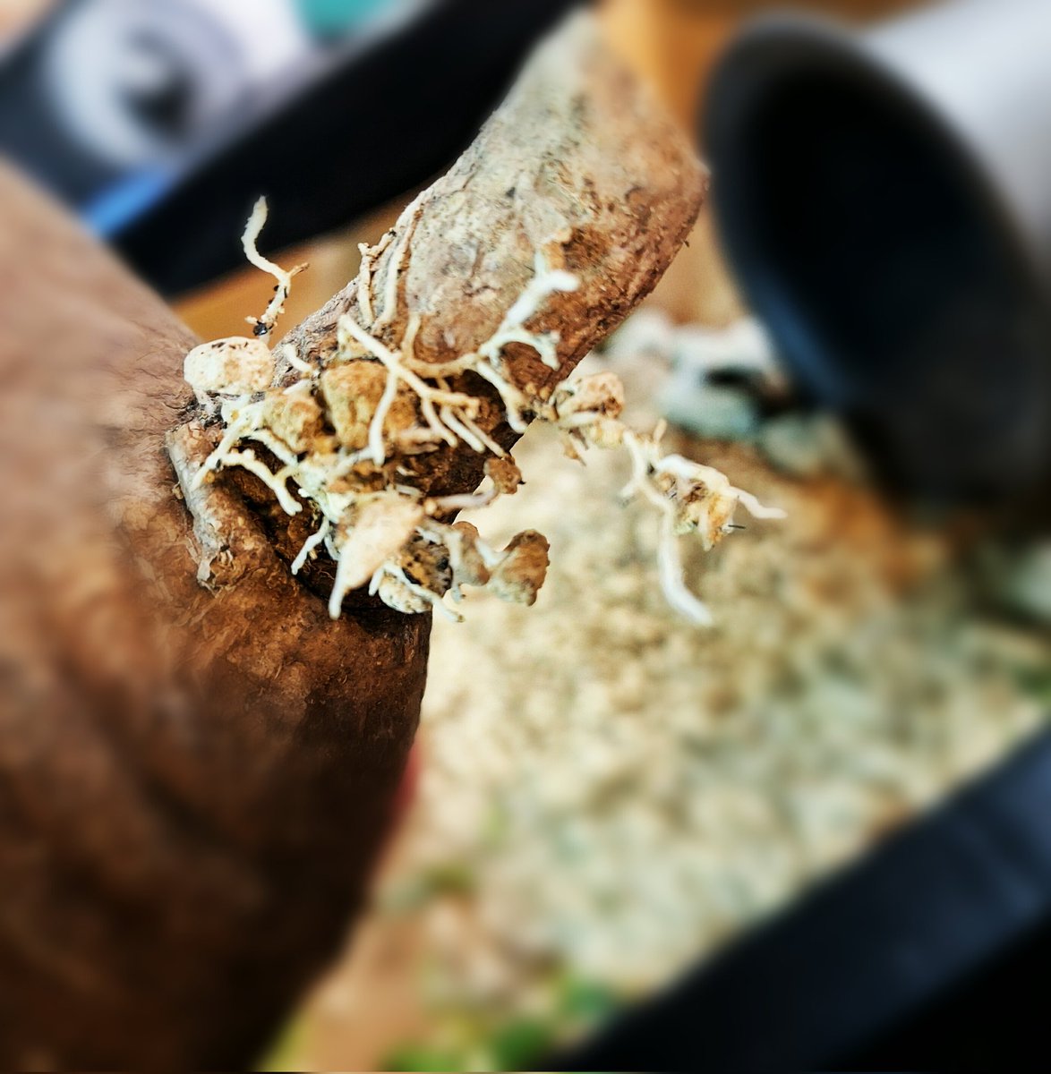 はじめての【発根管理】20251110→L size グラキリス、自身初の