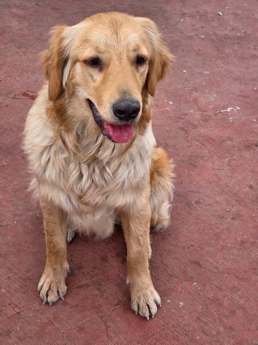 VIBRAmascotas's tweet photo. Luna es preciosa 😍 muy linda de carácter, inteligente 
Es talla mediana-grande 
Tiene 1 año de edad , convive con otros perros 
Necesita una familia responsable 
Wats 5548724347
#AdoptaNoCompres 
#CiudadDeMéxico https://t.co/fIVjVhr4lw