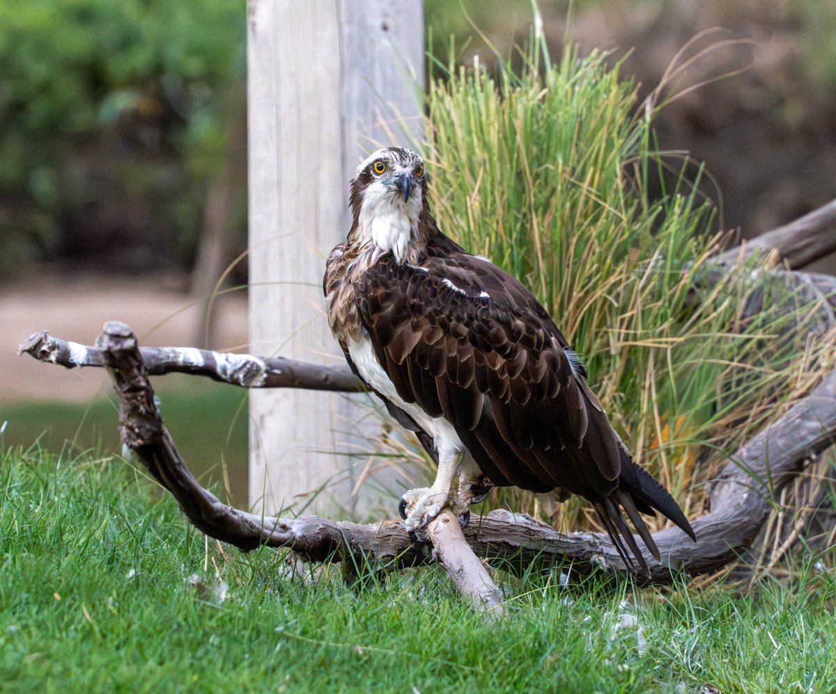 techgrapple's tweet image. #birds #sony #sonyalpha #sonyalphaa7iv #photography #sharjah #wasitwetlandcentre