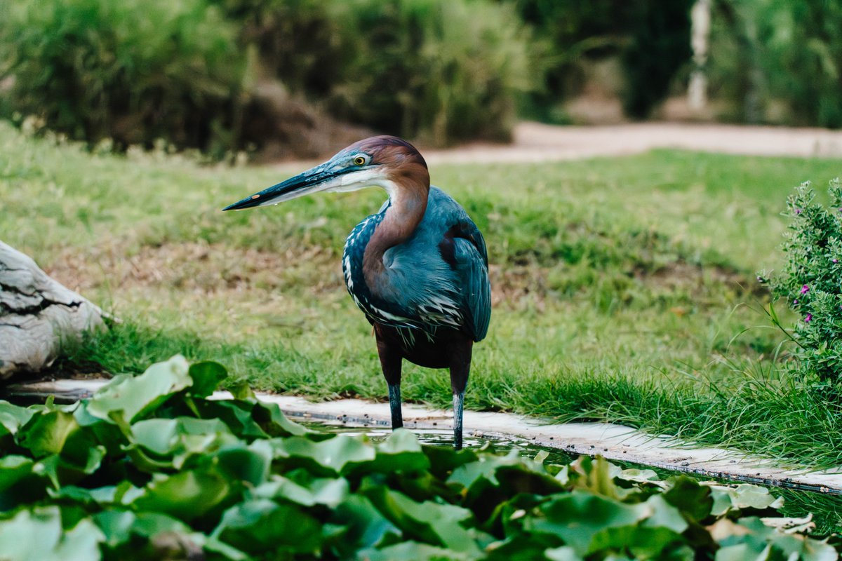 techgrapple's tweet image. #birds #sony #sonyalpha #sonyalphaa7iv #photography #sharjah #wasitwetlandcentre