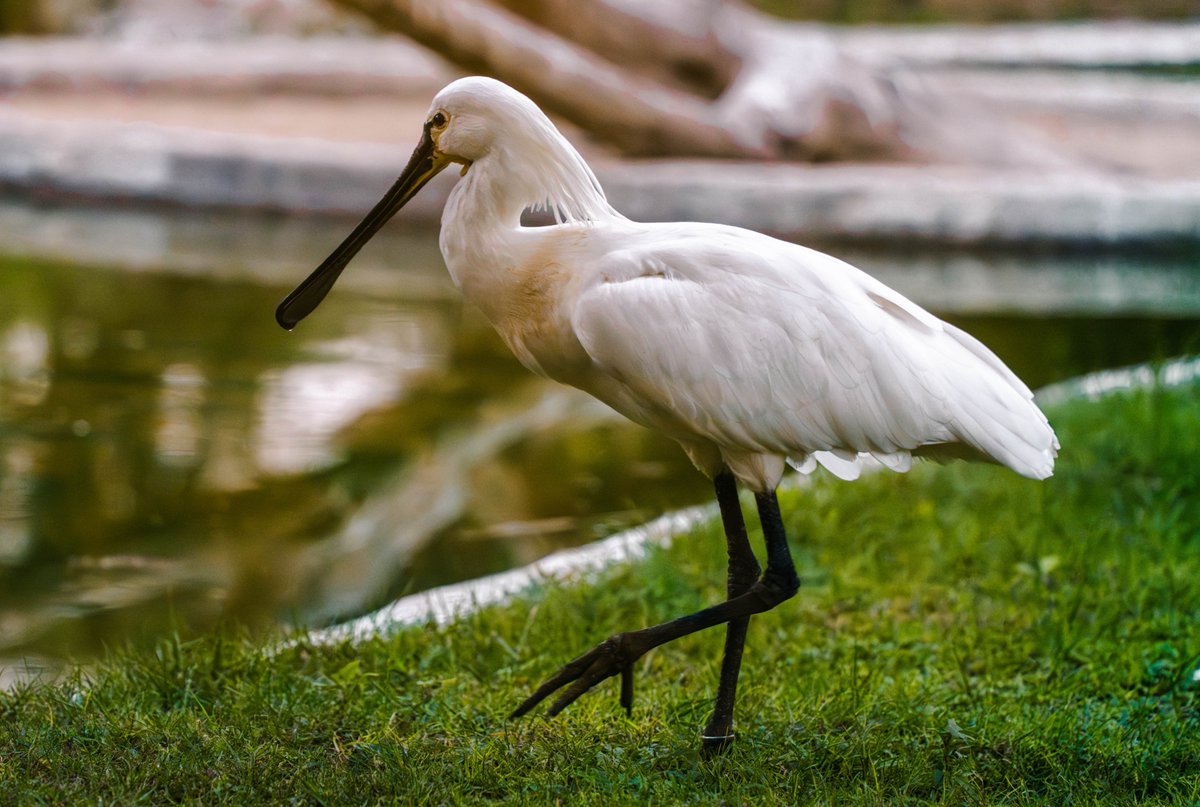 techgrapple's tweet image. #birds #sony #sonyalpha #sonyalphaa7iv #photography #sharjah #wasitwetlandcentre