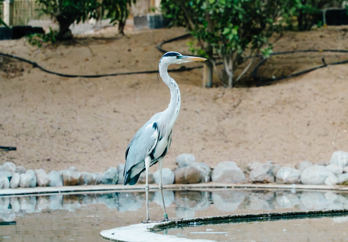 techgrapple's tweet image. #birds #sony #sonyalpha #sonyalphaa7iv #photography #sharjah #wasitwetlandcentre