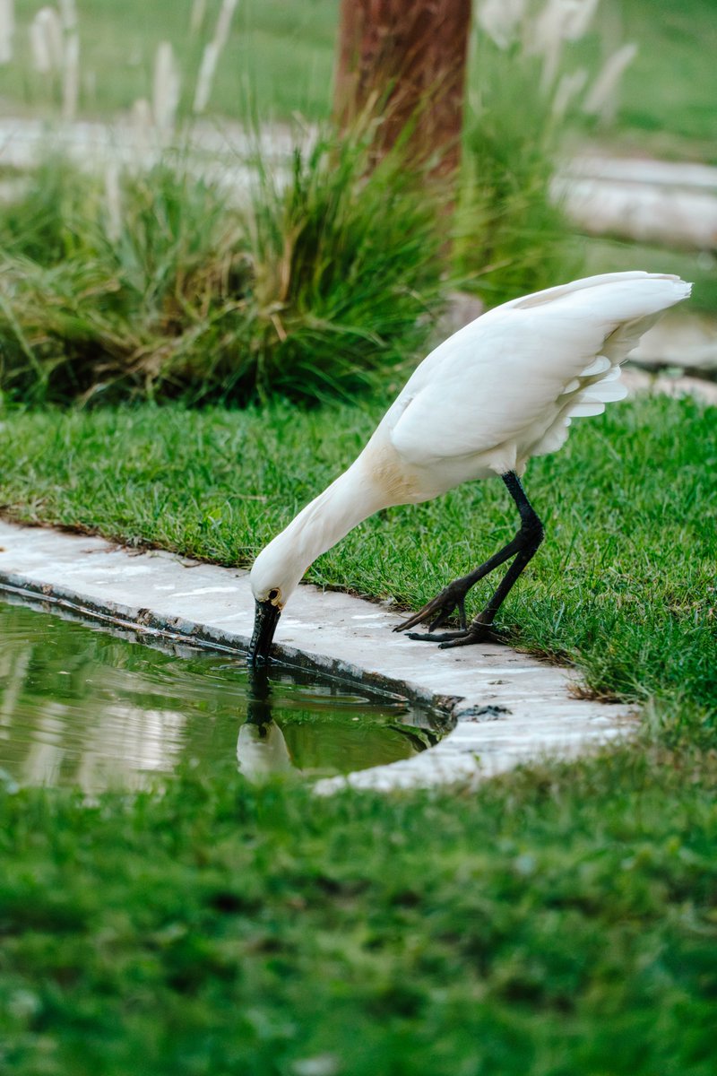 techgrapple's tweet image. #birds #sony #sonyalpha #sonyalphaa7iv #photography #sharjah #wasitwetlandcentre