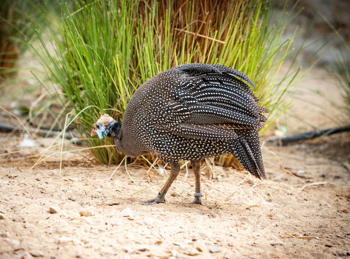 techgrapple's tweet image. #birds #sony #sonyalpha #sonyalphaa7iv #photography #sharjah #wasitwetlandcentre