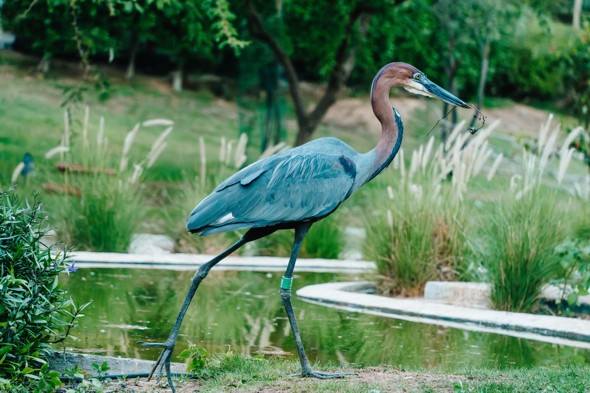 techgrapple's tweet image. #birds #sony #sonyalpha #sonyalphaa7iv #photography #sharjah #wasitwetlandcentre