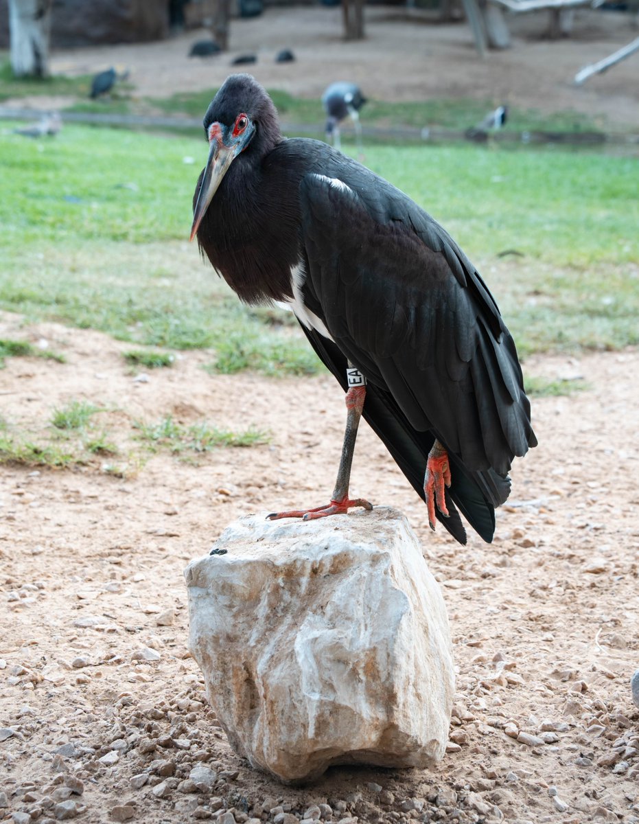 techgrapple's tweet image. #birds #sony #sonyalpha #sonyalphaa7iv #photography #sharjah #wasitwetlandcentre
