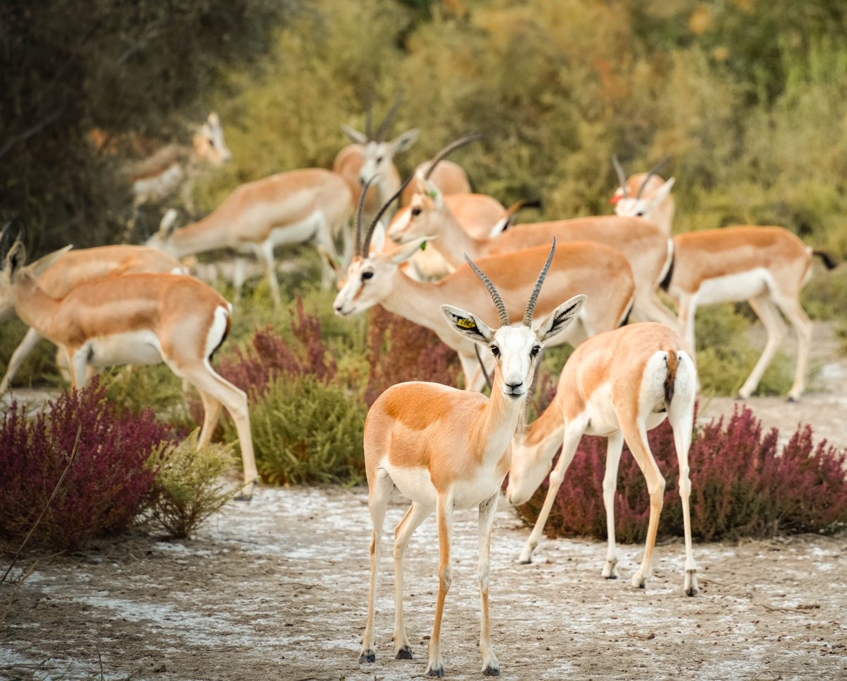 techgrapple's tweet image. #birds #sony #sonyalpha #sonyalphaa7iv #photography #sharjah #wasitwetlandcentre