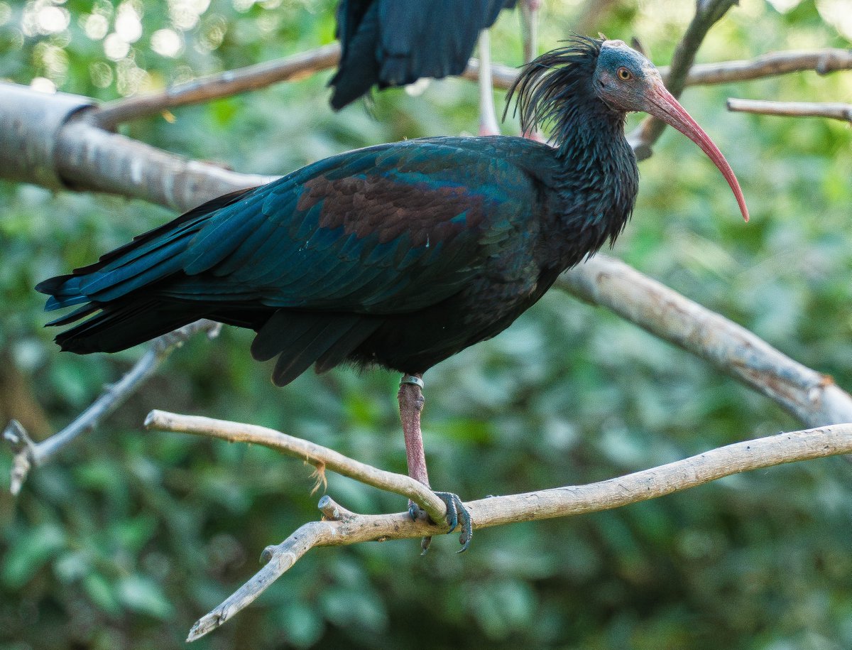 techgrapple's tweet image. #birds #sony #sonyalpha #sonyalphaa7iv #photography #sharjah #wasitwetlandcentre