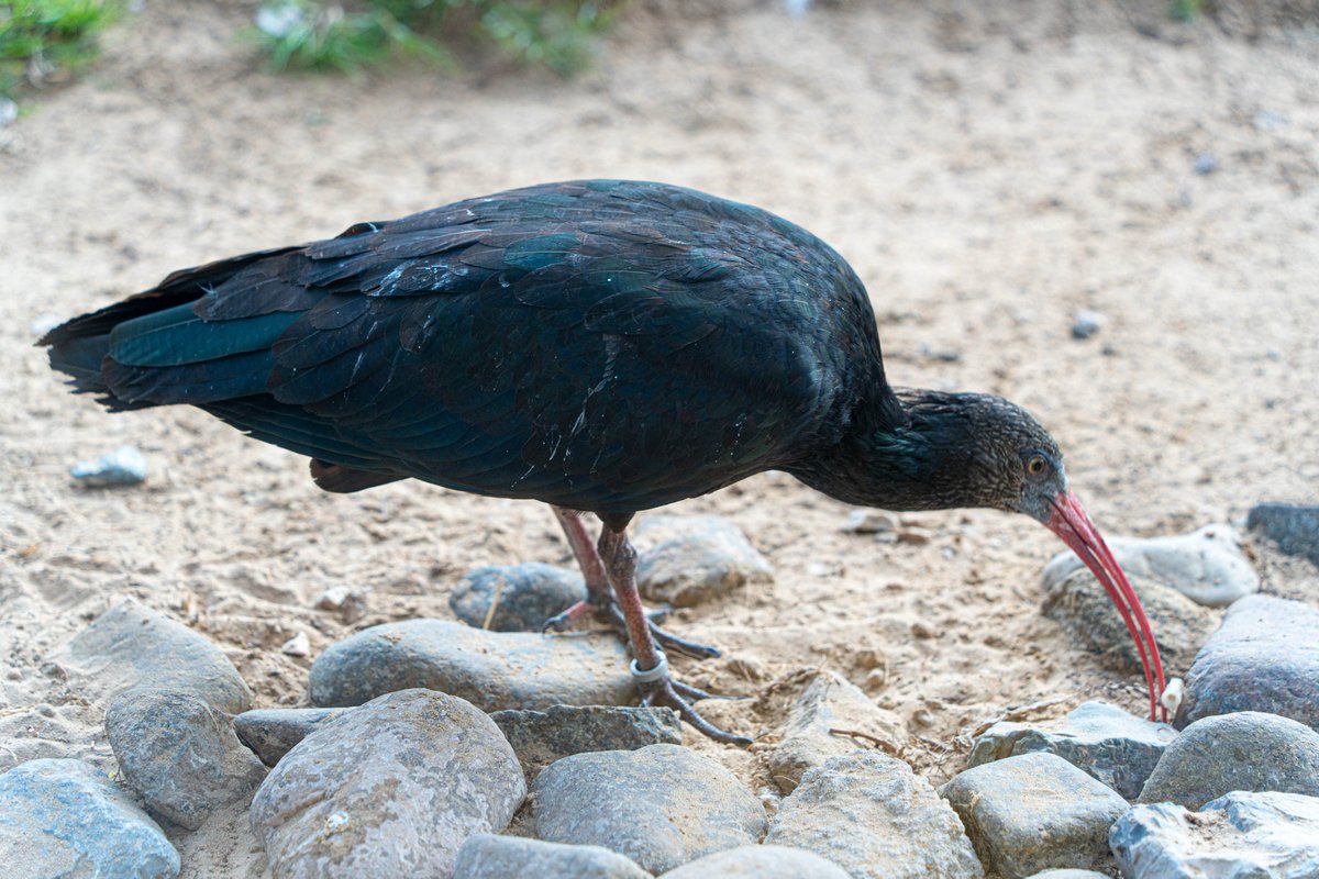 techgrapple's tweet image. #birds #sony #sonyalpha #sonyalphaa7iv #photography #sharjah #wasitwetlandcentre