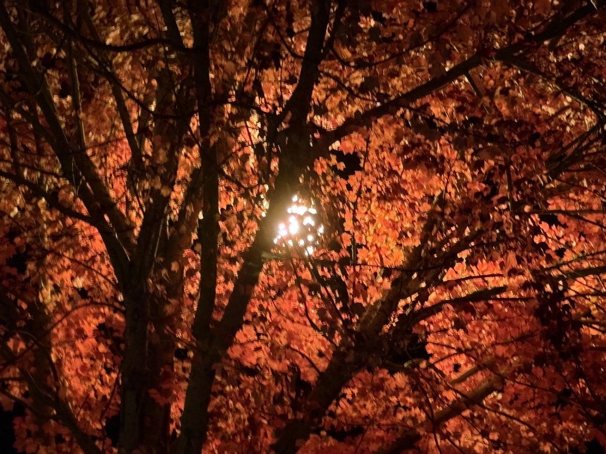 knucklemonk's tweet image. Jack-O-Tree