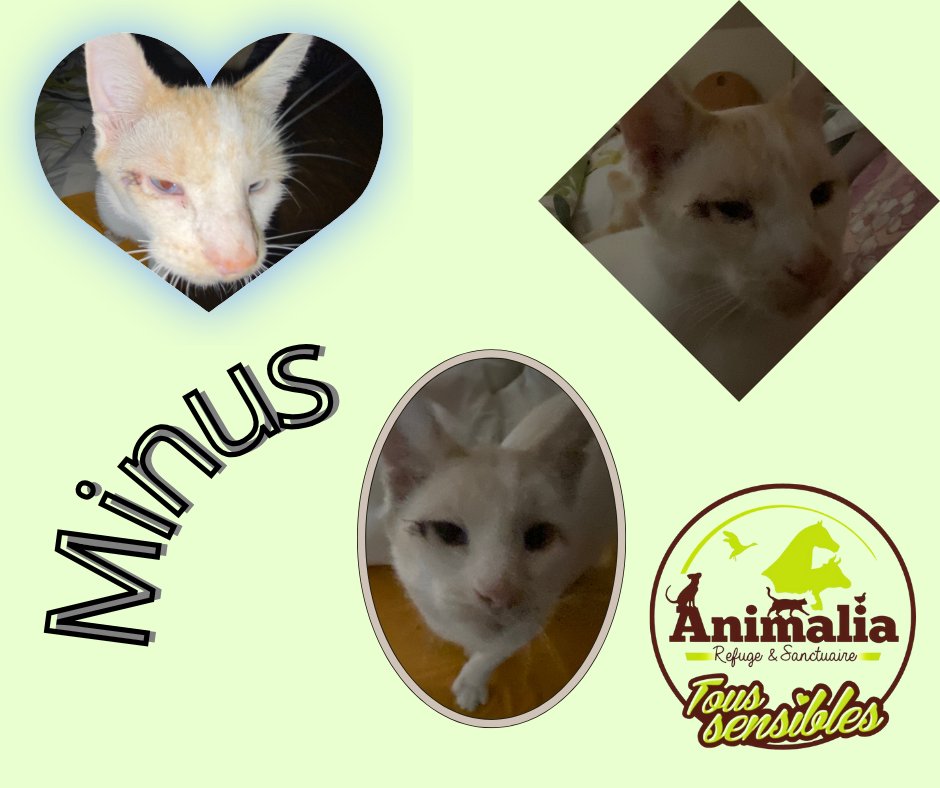 SPA_Animalia's tweet photo. Victoire ! Notre petit guerrier Nunus (Minus de Bonsaï) a été opéré d'un entropion sévère ! Ses paupières lui frottaient l'œil. Opération réussie, il est en convalescence ! ❤️ #Chat #SantéFéline https://t.co/As9uSwdMEM