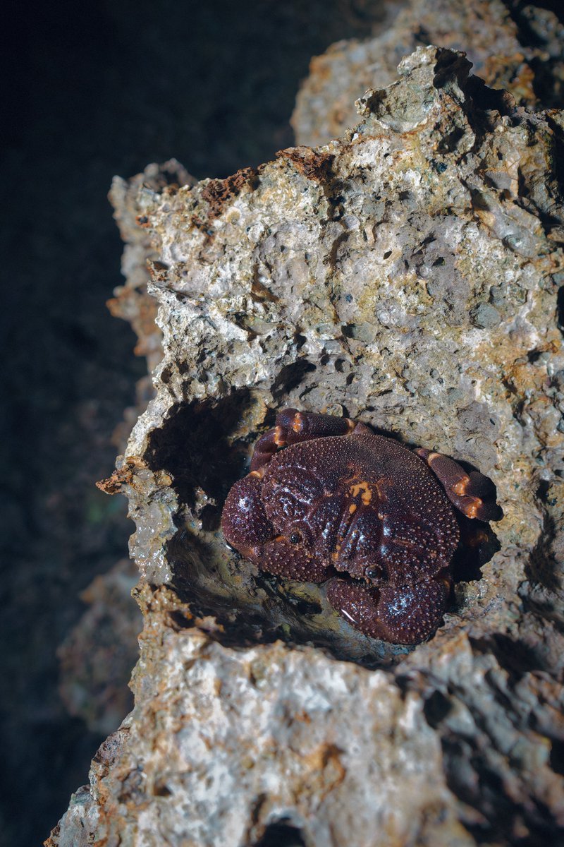 この子も先日初めて見たカニさん
ツブイソオウギガニ Ozius tuberculosus
　
このカニ、検索してもあんまり情報出てこないなぁ