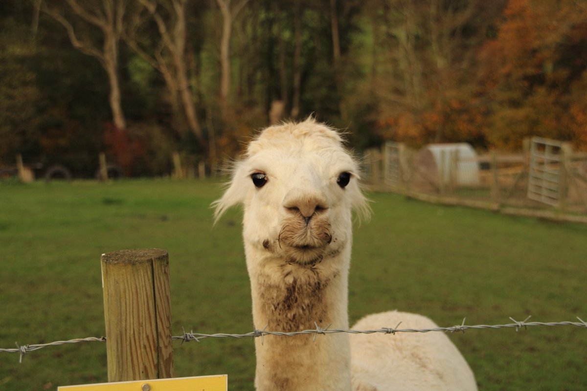 Kayleigh tweet media