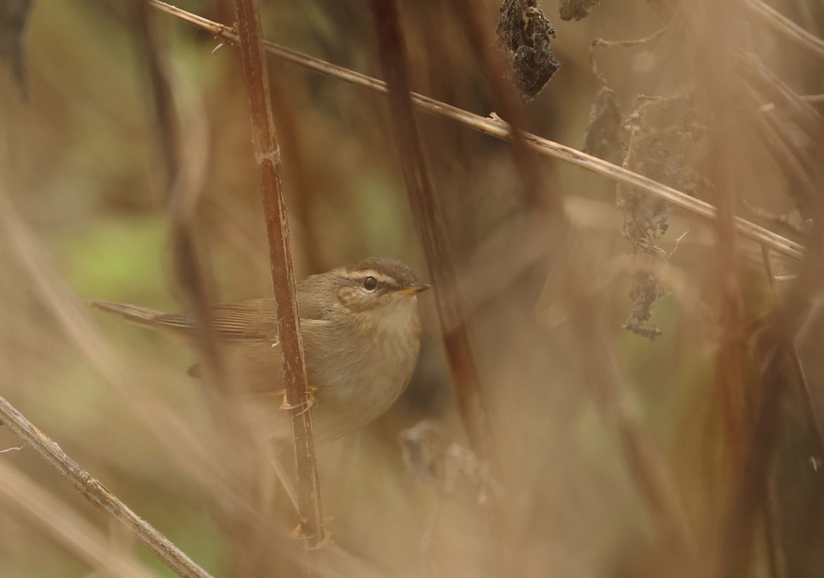 Great to catch up with the very showy &amp; vocal Dusky Warbler at Westbrook today 😊