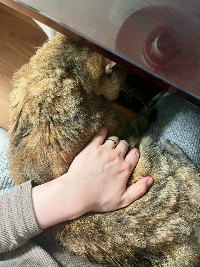 아 귀여워 인간이 침대로 안 오니까 찾아옴