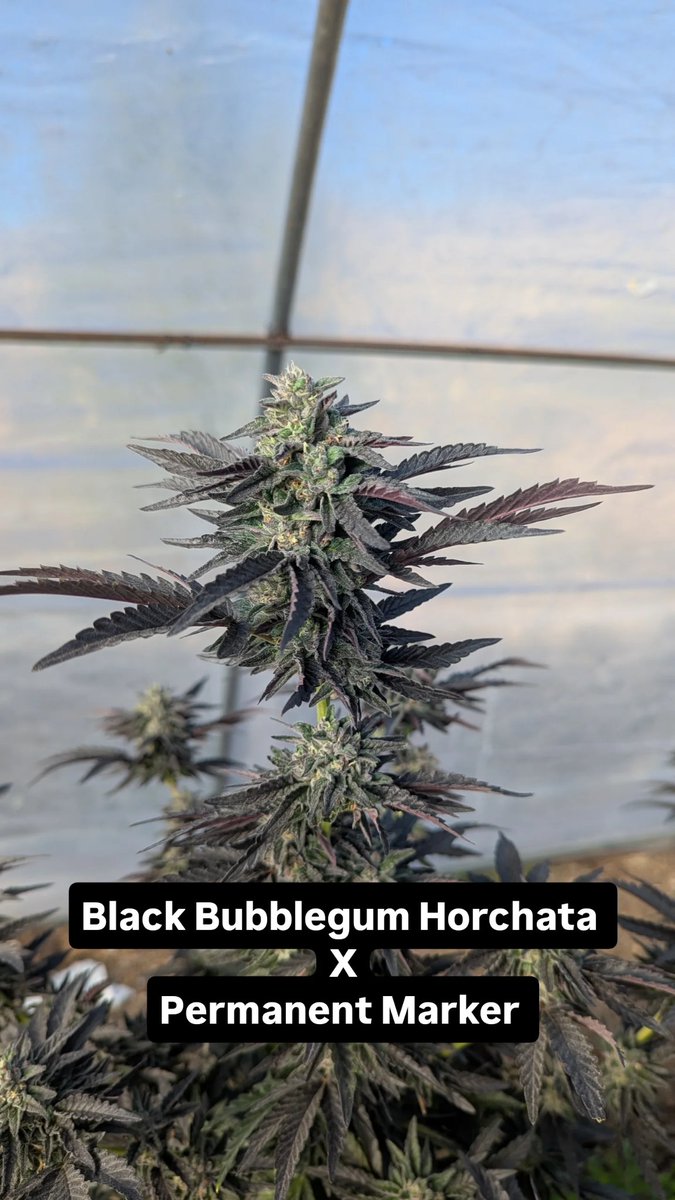 KnottyArtDaddy's tweet photo. ☠️
Ahoy 
☠️ 
Just in case anyone wants to know.
☠️
#CannabisCommunity https://t.co/3sy4p4nLd4