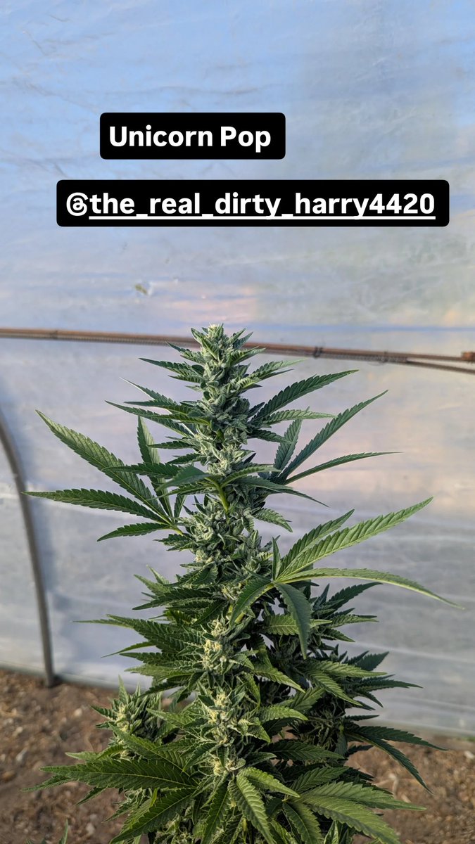 KnottyArtDaddy's tweet photo. ☠️
Ahoy 
☠️ 
Just in case anyone wants to know.
☠️
#CannabisCommunity https://t.co/3sy4p4nLd4