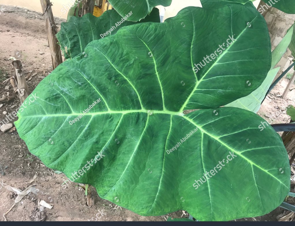 I’m saying it again, No matter how strong the Juju is, the leaves of cocoyam destroys everything🤝