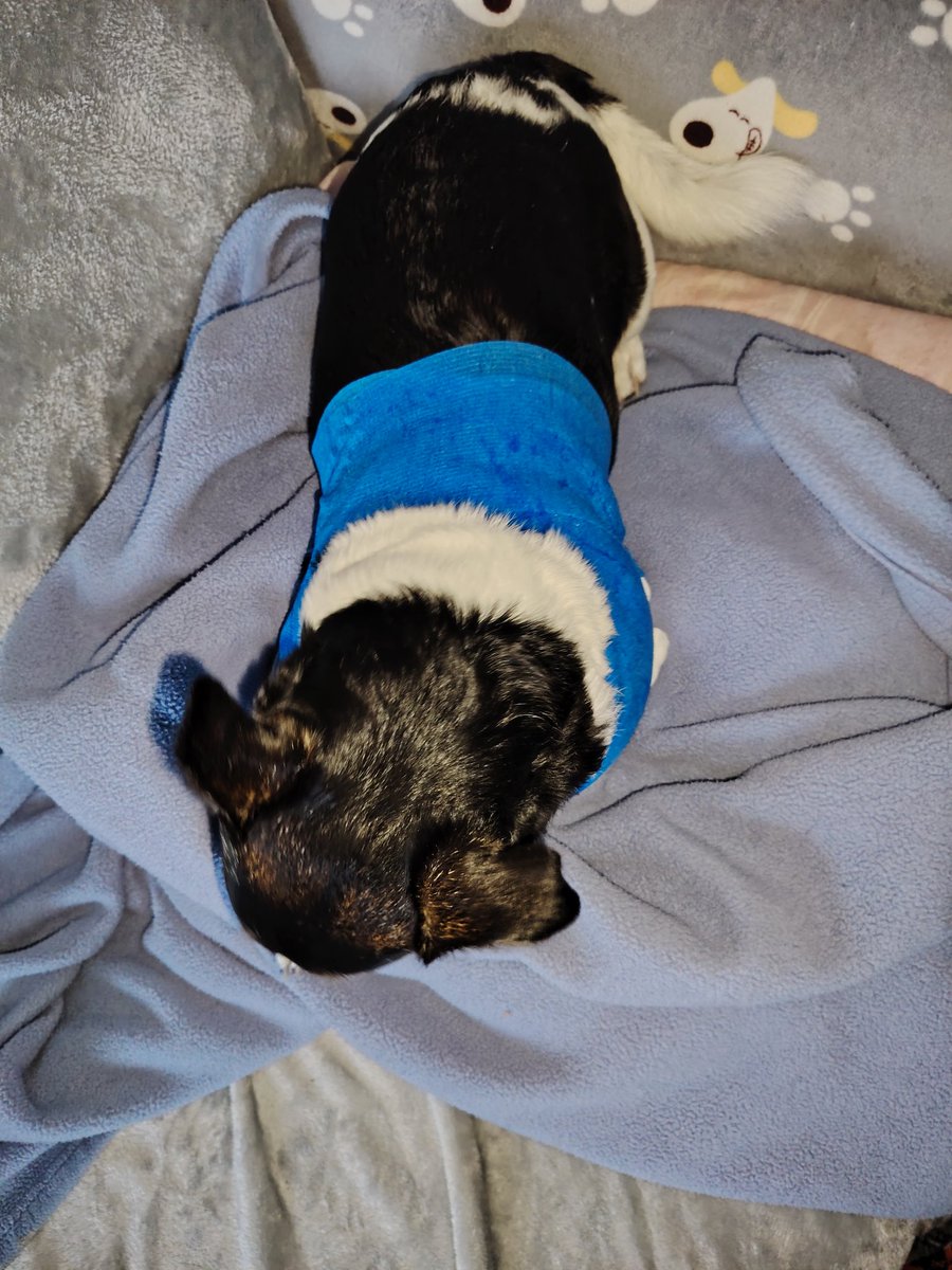 INFO 🚨 Nouvelle du père junior !🐶
Les points de suture ont été retirés,il a été adorable et n'a rien dit !
C'est très beau,néanmoins il garde un pansement et bandage jusqu'à vendredi 11h30!C'est en très bonne voie de cicatrisation ! Merci encore à tous!Je vous dis à mercredi!😘