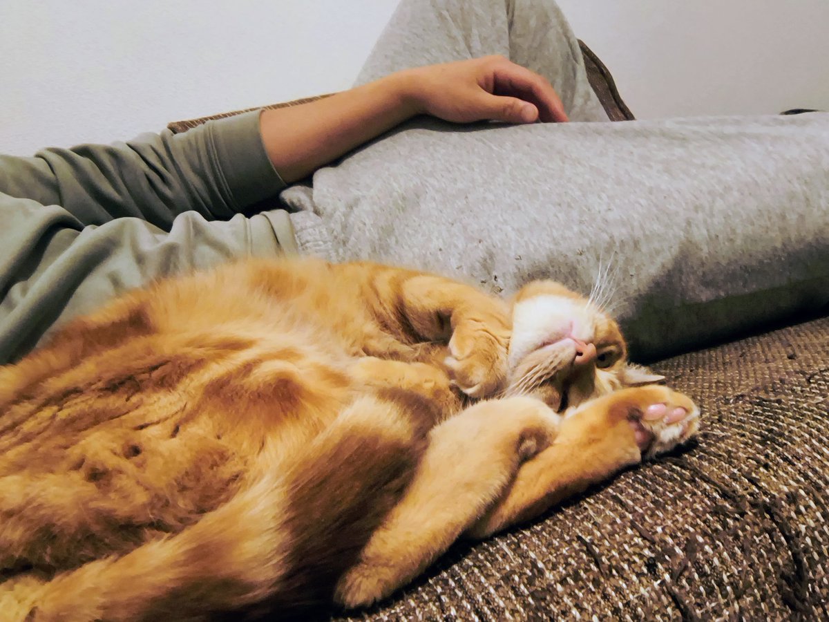 わざわざ近くまで来て寝る猫。