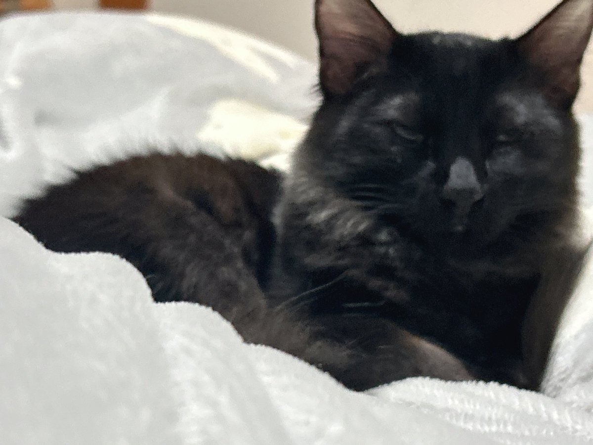 soyokaze0800's tweet image. 最近のお気に入り