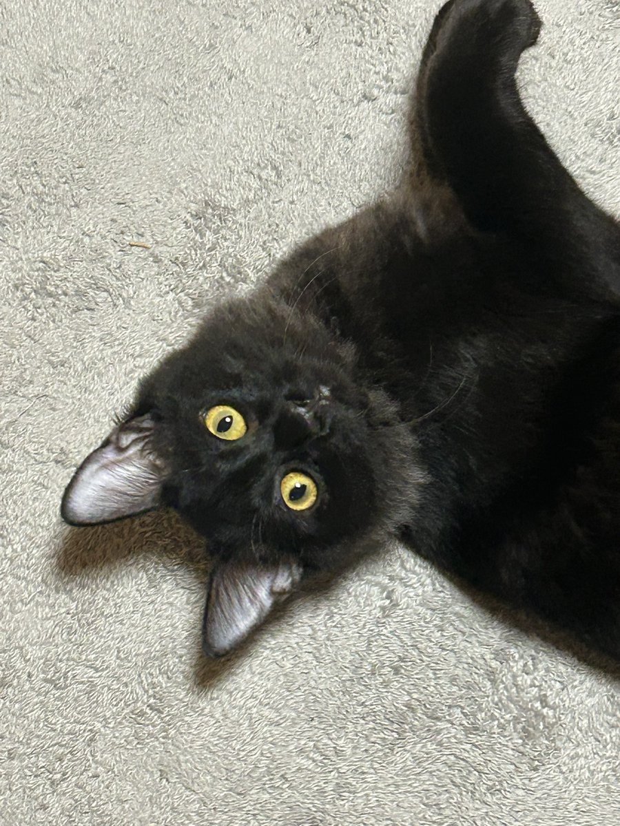 soyokaze0800's tweet image. 最近のお気に入り