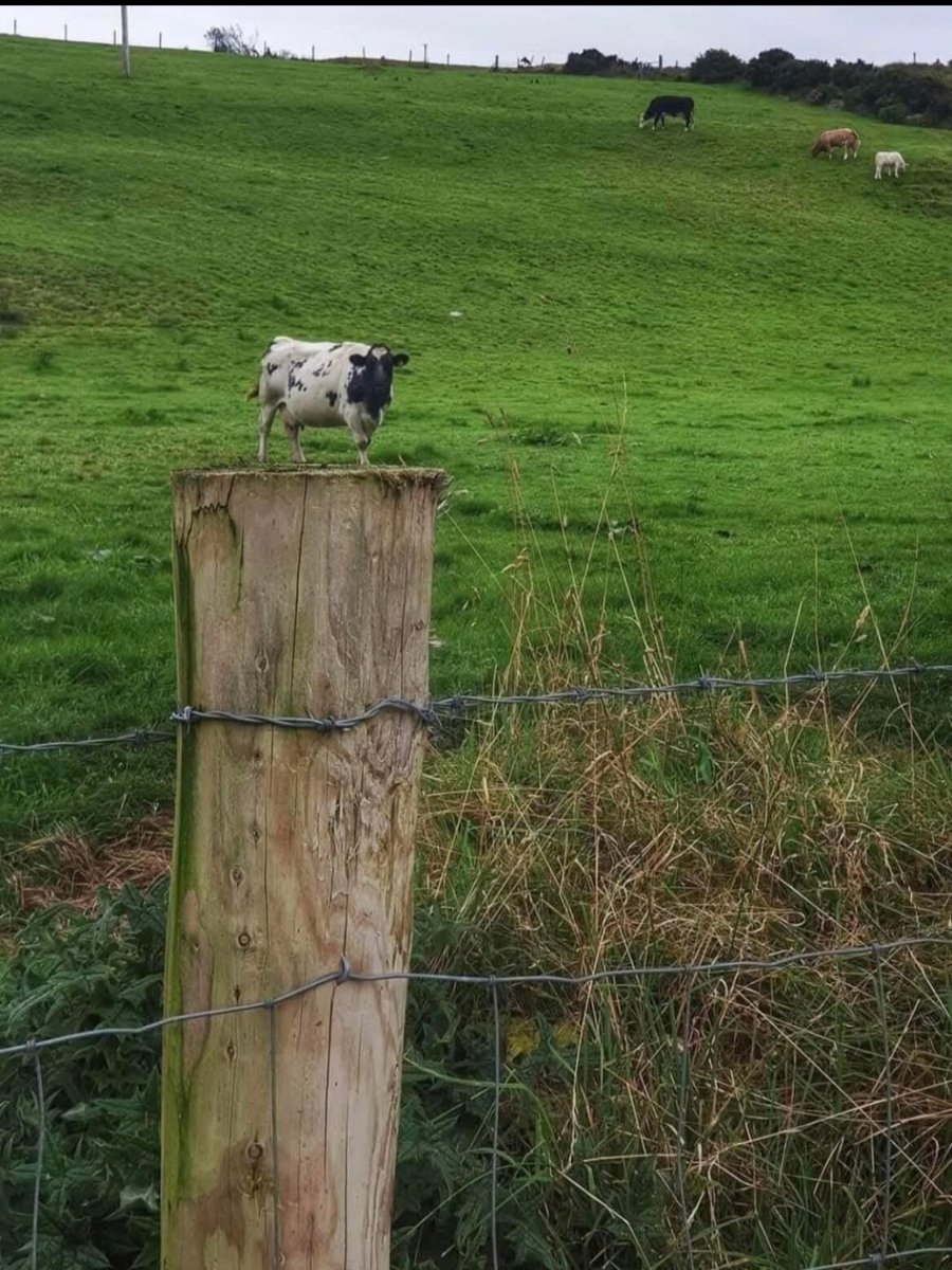 Anyone know where I can buy a tiny cow?