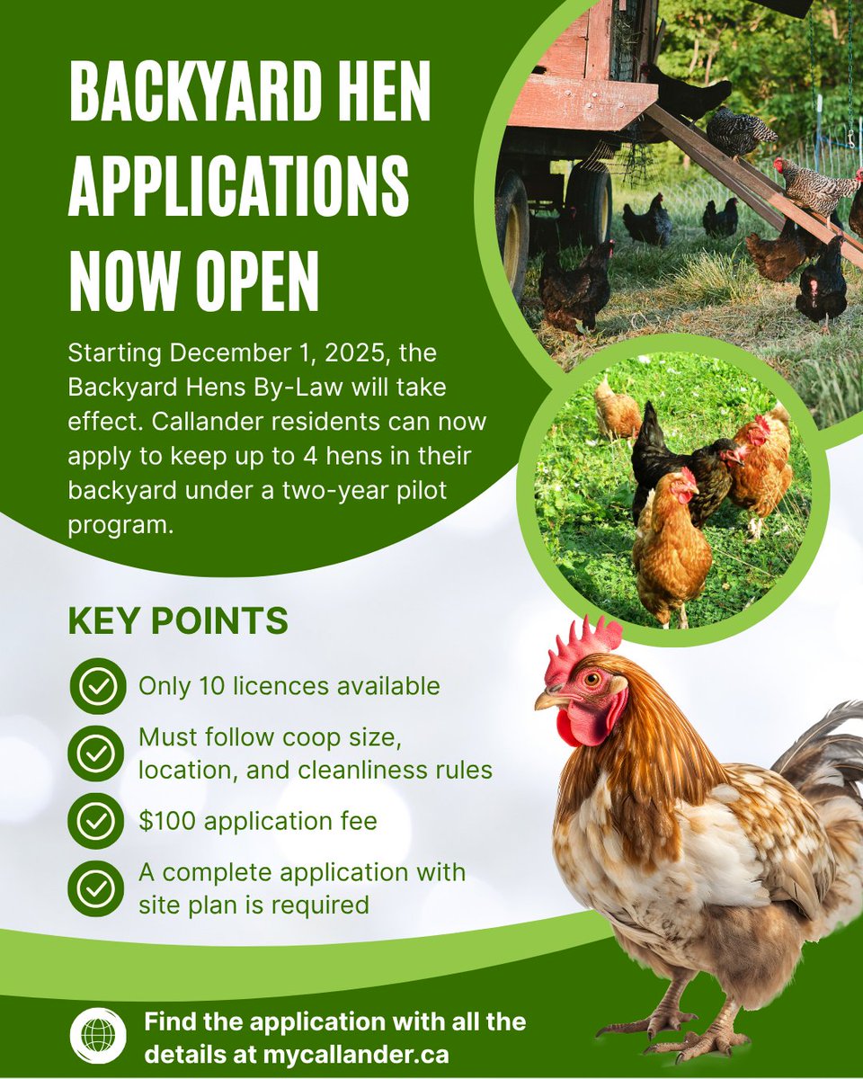 CallanderON's tweet photo. 🐔 Backyard Hens By-law Starts Dec 1!
Callander residents can apply to keep up to 4 hens under a 2-year pilot.
🔟 Licences only
💲100 fee
✅ Coop rules apply
❌ No selling/slaughtering
📋 Apply: https://t.co/S0TI1zlRI6
📜 By-law: https://t.co/uCyCQquz6M https://t.co/M5O2H4CrpP