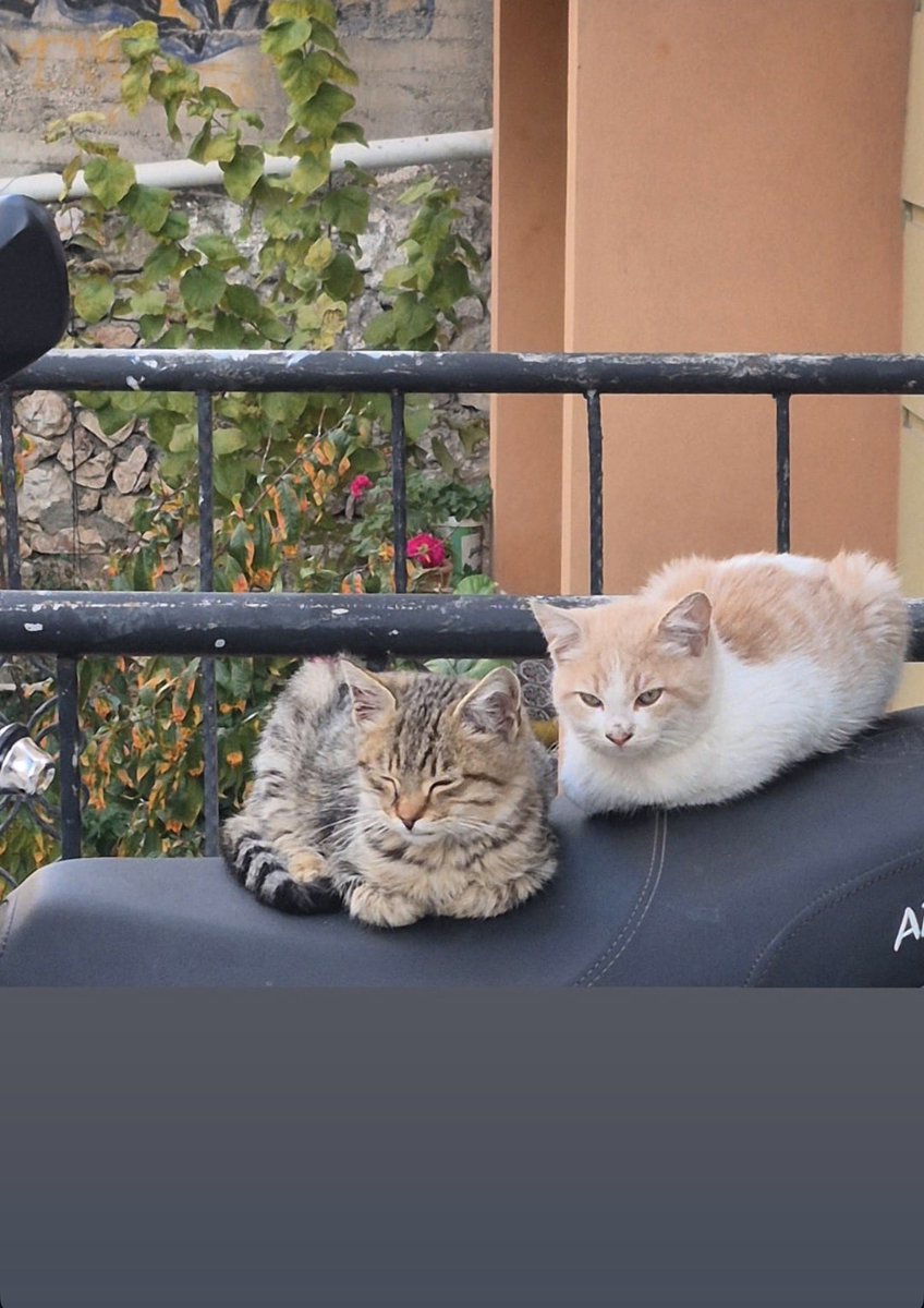 Ayollar onanizm bilan qolga olingan forum.