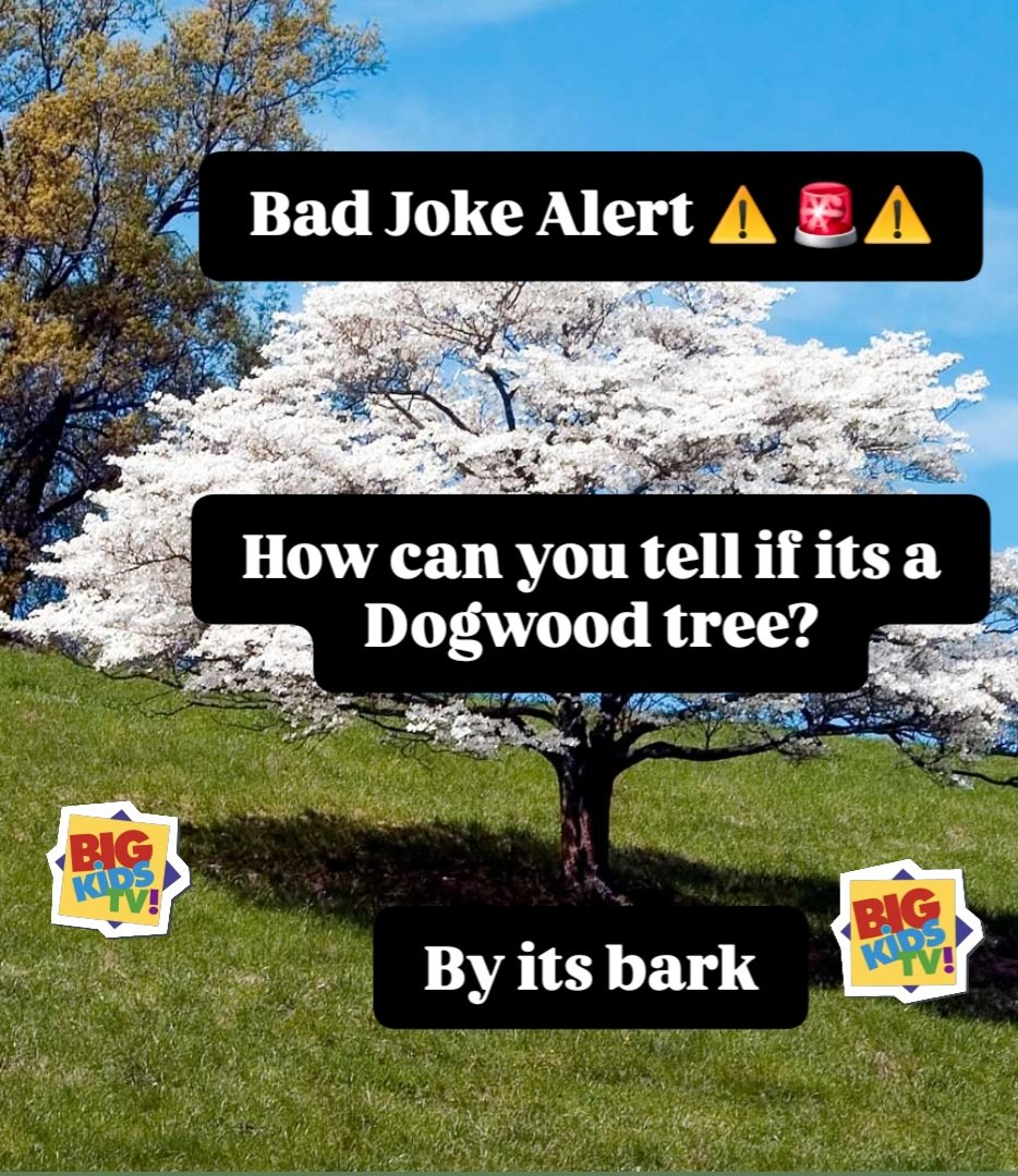 BigKidsTVPod's tweet image. Good afternoon all, hope you are doing well and had a good weekend. 
#Community #Bitoffun #makesomeonesmile #BigKidsTVPodcast #BigKidsTVPod