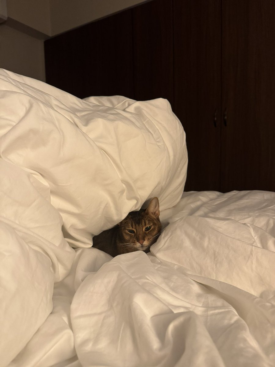 夢の世界に入ろうとしているとらきち