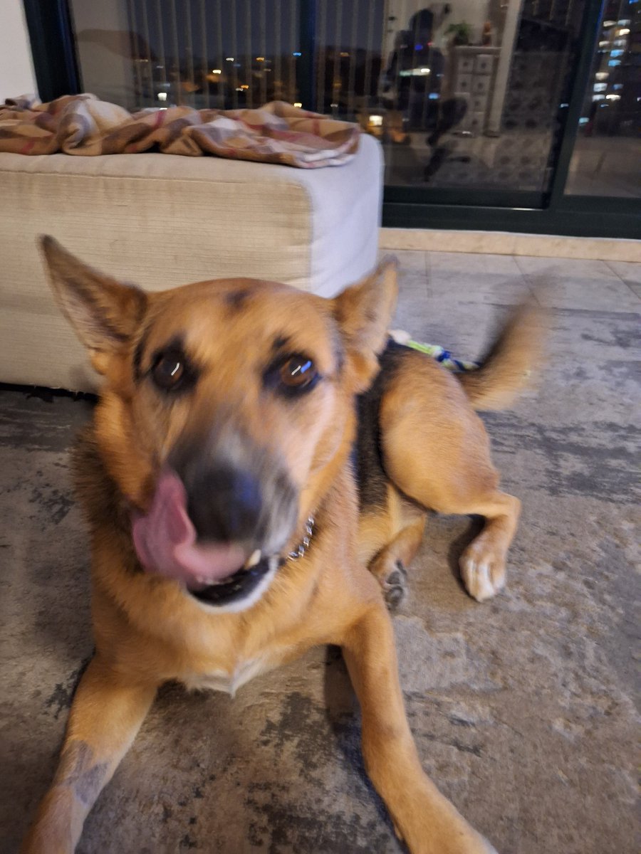 Yoav (@yoavkamay) on Twitter photo 