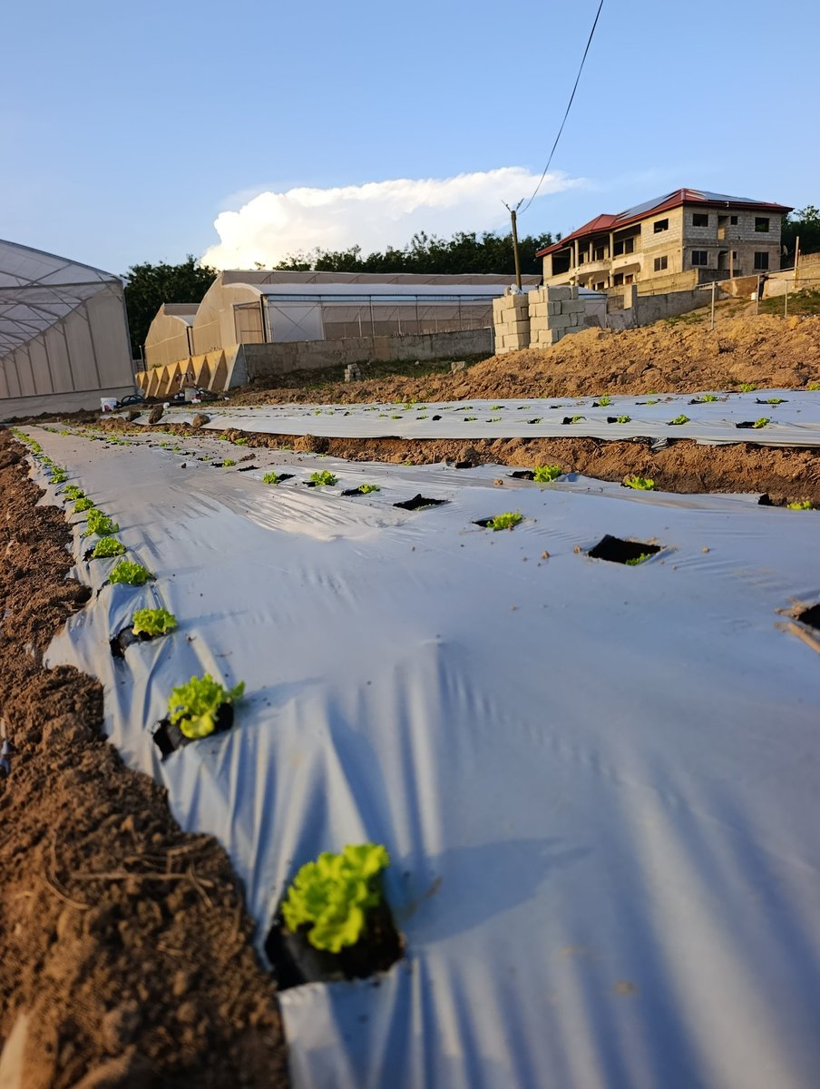 HiveMasterCo's tweet photo. Our Core Supplies.
Solar Energy
1. Slash your energy bills by 50%+ with custom solar setups that helps  power your home or farm with FREE sunshine!
2. Energy independence starts here: We   install Solar systems that are  built to outlast the grid, rain or shine. Don't wait!🤙💦🐝 https://t.co/AaIPZwBp86