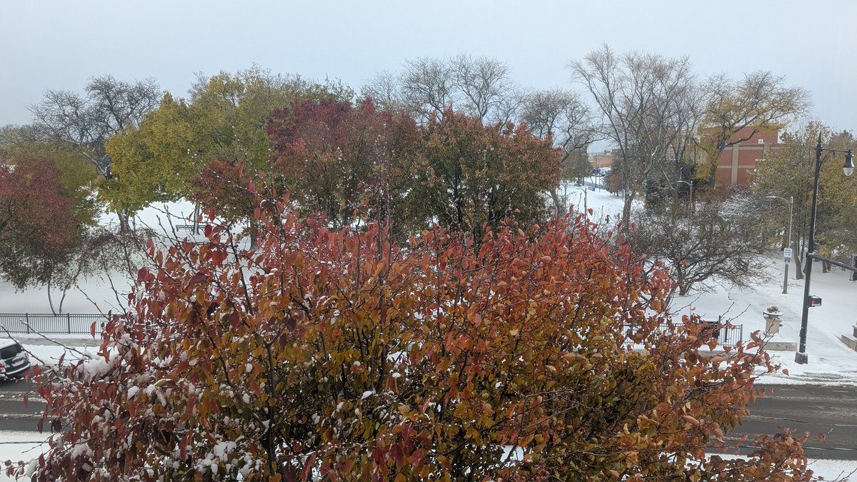 pineconewinter's tweet image. first snow