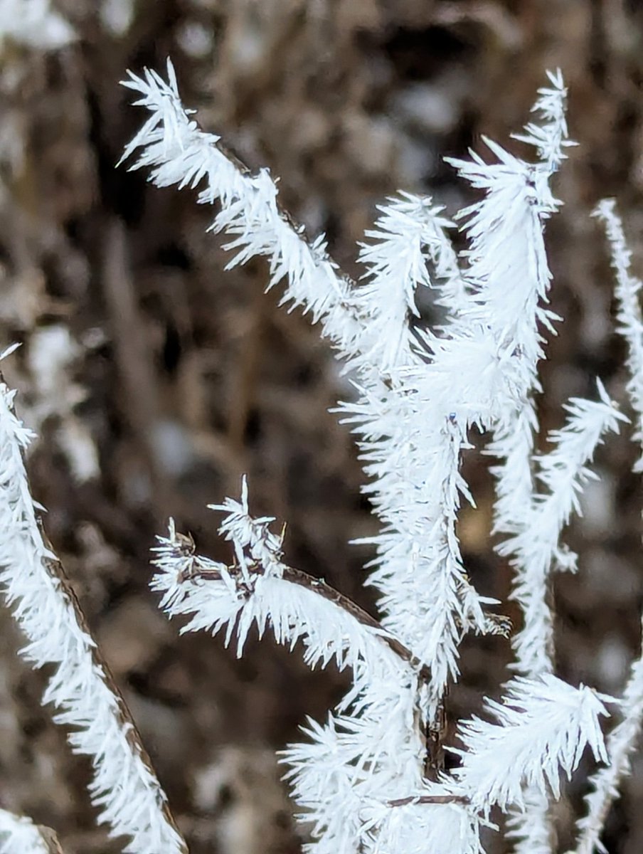 Beautiful rime frost in Winnipeg this morning. #shareyourweather