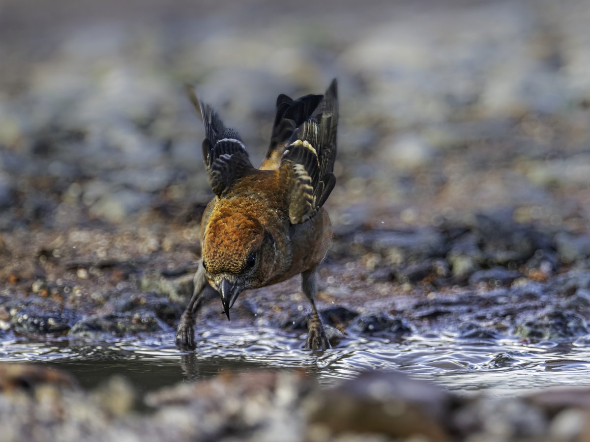 Male Crossbill

Had a couple of hours over at Westleton with <a href="/Lesliecater1/">Les Cater</a> and a chap from chelmsford who was delighted to capture Crossbills up close