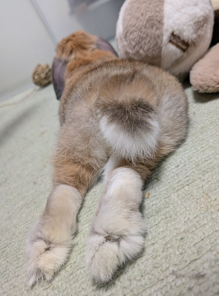 mlkchcusa's tweet image. うさけつようび！

#うさぎ #うさぎのいる暮らし