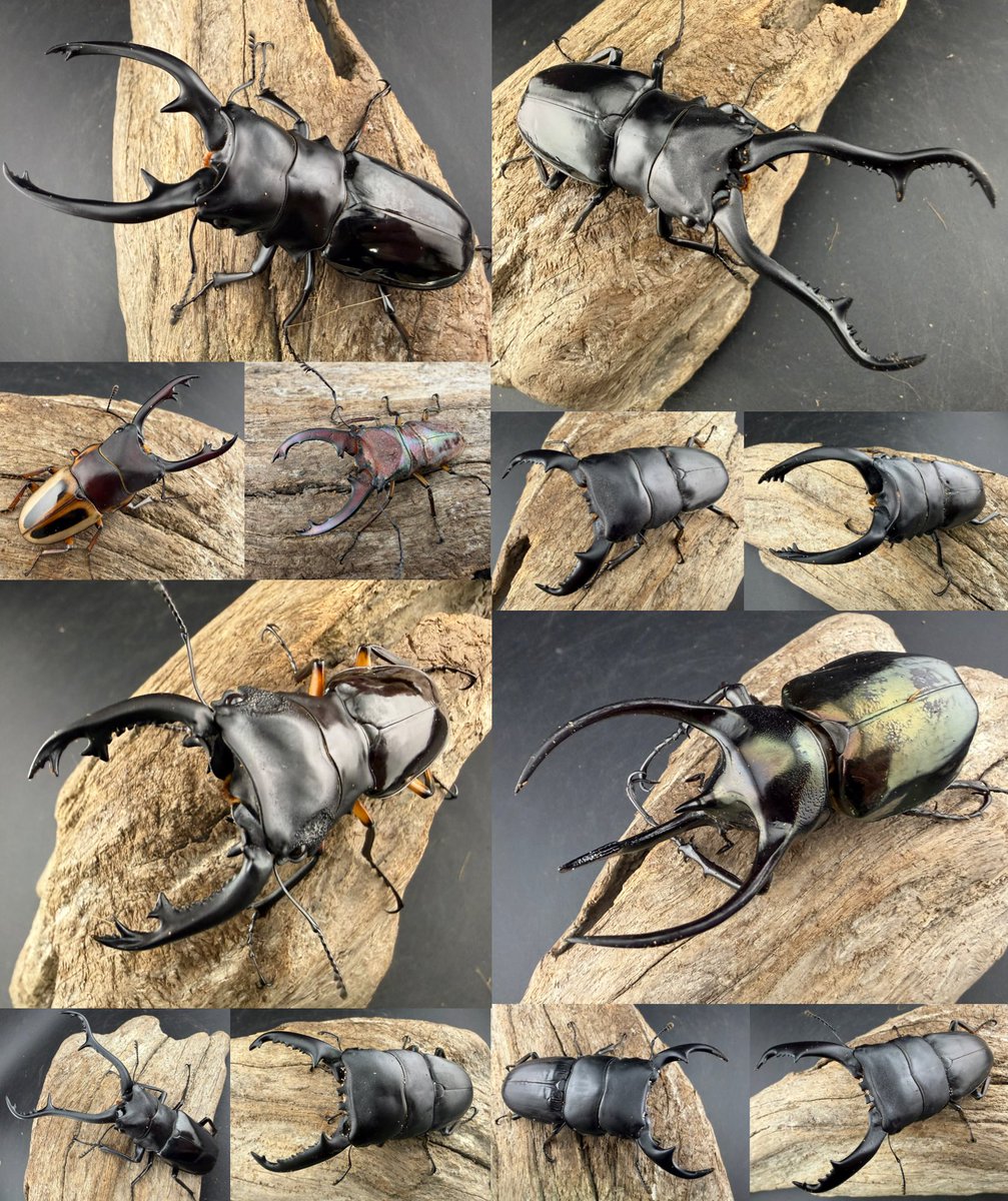 KPW公式｜昆虫生体・標本・オークション on X