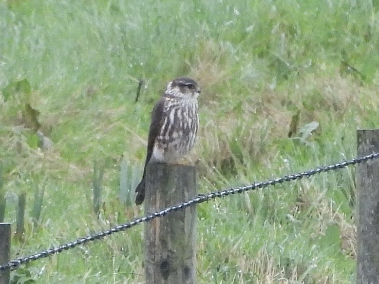 PaulDMasters's tweet image. Nice to see the Merlin a lot closer this morning ⁦@slimbridge_wild⁩ good spot by ⁦@SharpnessBirds⁩ #Glosbirds